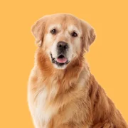 Store Icon
